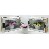 Фаленопсис L'arrangeur D'orchidee Special (phalaenova) d12 см h35 см тип 2
