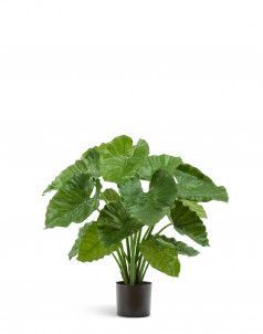 Алоказия Калидора куст