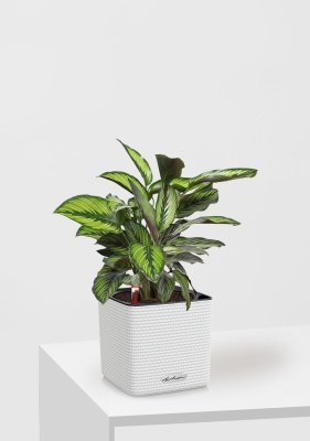 Калатея Принцепс в CUBE COLOR 14, белый
