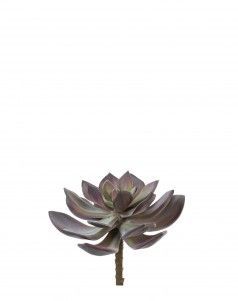 Суккулент Эхеверия Гиббифлора зелёно-бордовая припылённая