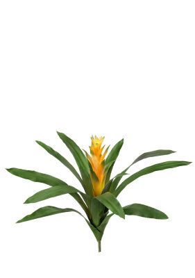 Гузмания Кардинал жёлтая