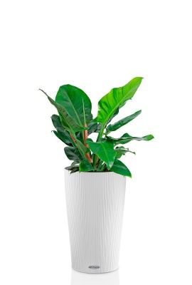Филодендрон Империал Грин 24/70 см в CILINDRO COLOR 32, белый