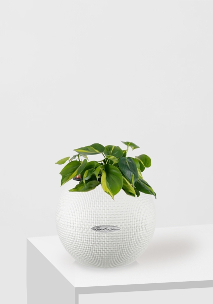 Филодендрон Бразил 12/20 см в PURO 20