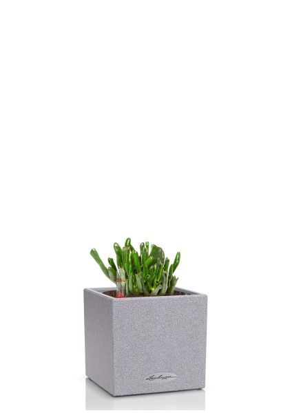 Крассула Хоббит 10/15 см в CANTO STONE 14