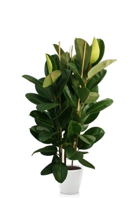 Фикус Эластика Робуста 3 ствола 35/160 см в CLASSICO LS 43