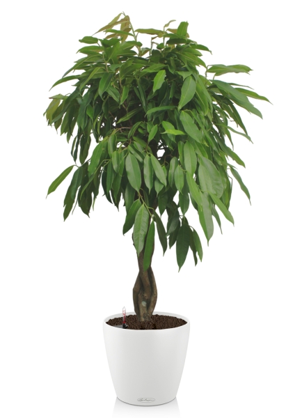 Фикус Амстел Кинг переплетенный 30/150 см в CLASSICO COLOR 43