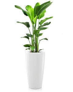 Стрелиция Николай в RONDO 32 Стрелиция Николай в RONDO 32