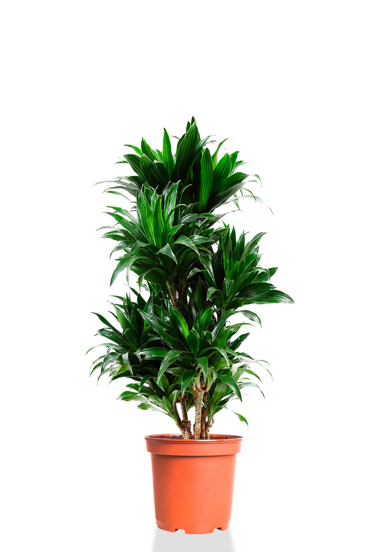 Драцена Компакта бранч 23/90 см