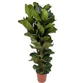 Фикус Лирата 3 ствола d32 см h180 см Фикус Лирата 3 ствола d32 см h180 см