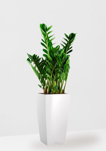 Замиокулькас 21/80 см в CUBICO 30 Замиокулькас 21/80 см в CUBICO 30