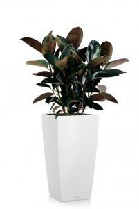 Фикус Эластика Абиджан CUBICO 30/120 см, Белый