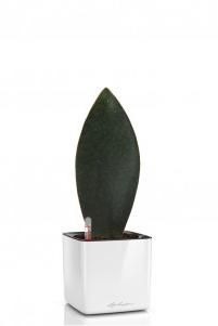 Сансевиерия Масониана Виктория в CUBE GLOSSY 14