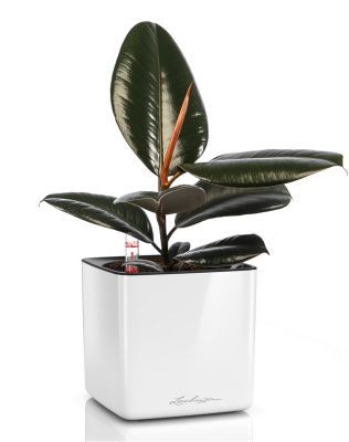 Фикус Эластика в CUBE GLOSSY 14 Белый блестящий