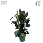 Фикус Эластика Мандела d30 см h130 см