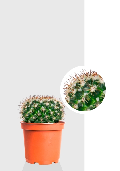 Кактус Маммиллярия Унцината 12/20 см Кактус Маммиллярия Унцината 12/20 см