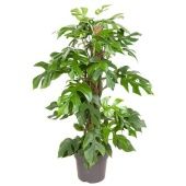 Монстера Minima Mosspole d19 см h80 см