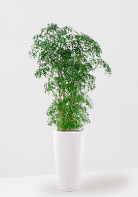 Полисциас Фрутикоза 27/140 см в RONDO 32 Полисциас Фрутикоза 27/140 см в RONDO 32