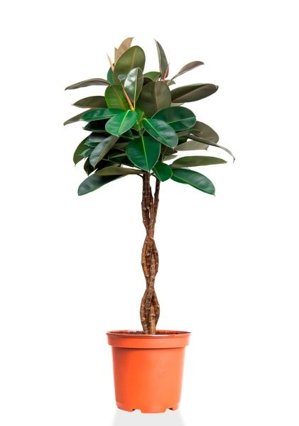 Фикус Эластика Бургунди переплетенный 27/160 см Фикус Эластика Бургунди переплетенный 27/160 см