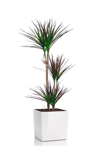 Драцена Маргината Маджента 3 ствола 21/110 см в CUBE 30