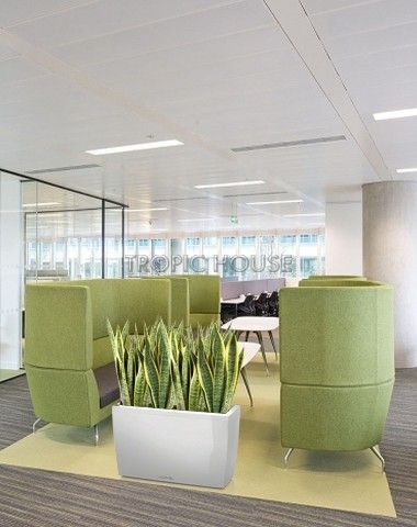 Сансевиерия Лауренти в CARARO 75