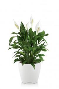 Спатифиллум в CLASSICO COLOR 21
