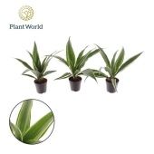 Драцена Варнески розетка d7 см h20 см