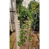 Эпипремнум Сциндарсус Ауреум d27 см