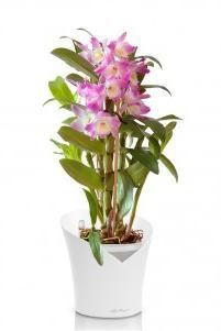 Орхидея Дендробиум розовый ORCHIDEA 18/45, Белый матовый Орхидея Дендробиум розовый ORCHIDEA 18/45, Белый матовый