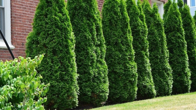 Туя Смарагд купить: изысканный хвойный акцент для сада и офиса