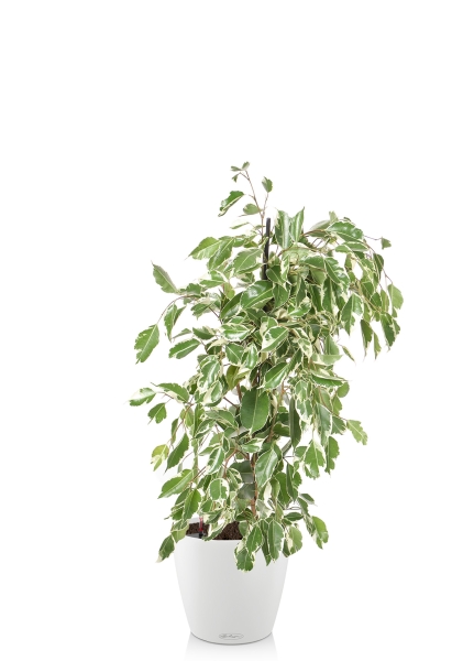 Фикус Бенджамина Голден Кинг пирамида 17/70 см в CLASSICO COLOR 21