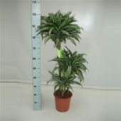 Драцена Джейд Джевел 3 ствола d21 см h95 см