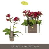 Фаленопсис 2 ствола Lola 10+ (opti) d7 см h25 см