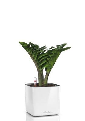 Замиокулькас Зензи 12/30 см в CUBE GLOSSY 14