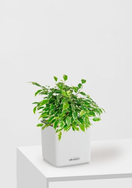 Фикус Бенджамина Кинки Пестрый 12/30 см в CUBE COLOR 14