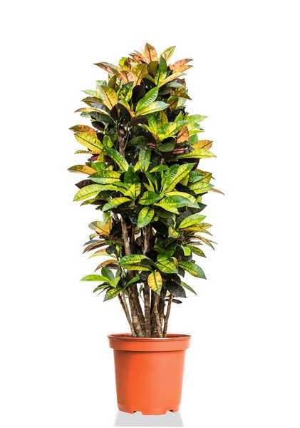 Кротон Кодиеум Миссис Айстон d27 см h100 см