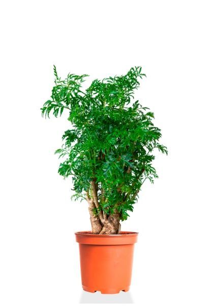 Полисциас Фрутикоза 12/40 см Полисциас Фрутикоза 12/40 см