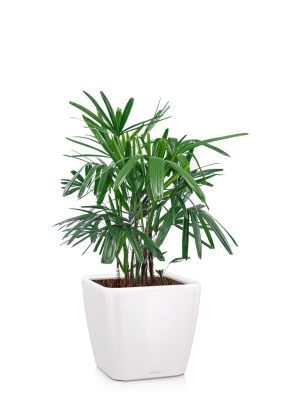 Рапис 21/90 см в QUADRO LS 28, белый блестящий