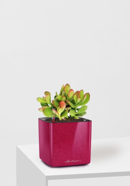 Крассула Овата сансет 12/20 см в CUBE GLOSSY KISS 14 Крассула Овата сансет 12/20 см в CUBE GLOSSY KISS 14