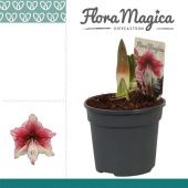 Гиппеаструм Tosca 2 ствола d13 см h25 см тип 1