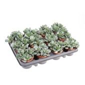 Адромискус Купера 8,5/10 см Адромискус Купера 8,5/10 см