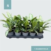 Аглаонема Микс d11 см h30 см тип 2