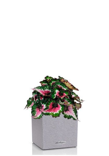 Бегония Белиф Пёрпл Блаш 13/25 см в CANTO STONE 14