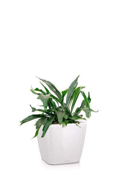 Платицериум Бифуркатум 17/40 см в QUADRO LS 28