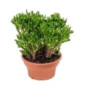 Крассула Овата Хоббит денежное дерево d25 см h35 см