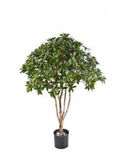 Эонимус (Бересклет) японский зонтичный