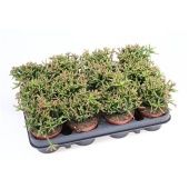 Рипсалис Бурчелли d8.5 см h12.5 см