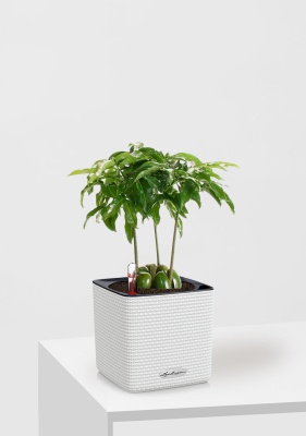 Каштаноспермум 12/40 см в CUBE Color 14