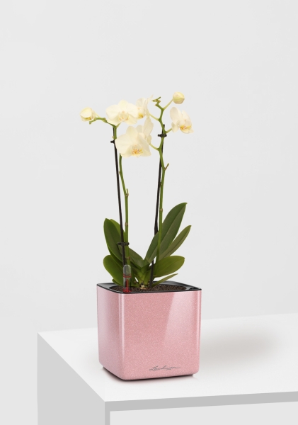 Орхидея Фаленопсис мини микс 9/30 см в CUBE GLOSSY KISS 14