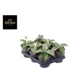 Сансевиерия Star Green Granite d12 см h25 см