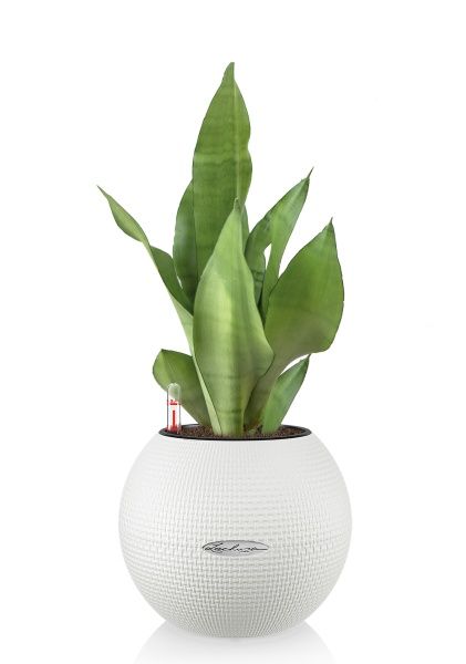 Сансевиерия Муншайн в PURO 20